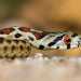 Vicinissimo  locchio vermiglio del colubro leopardino, il serpente con macchie nere, marroni e rosse che richiamano il mantello di un leopardo. A immortalare il rettile  stato Giovanni Pace a Barsento, localit del territorio di Noci
